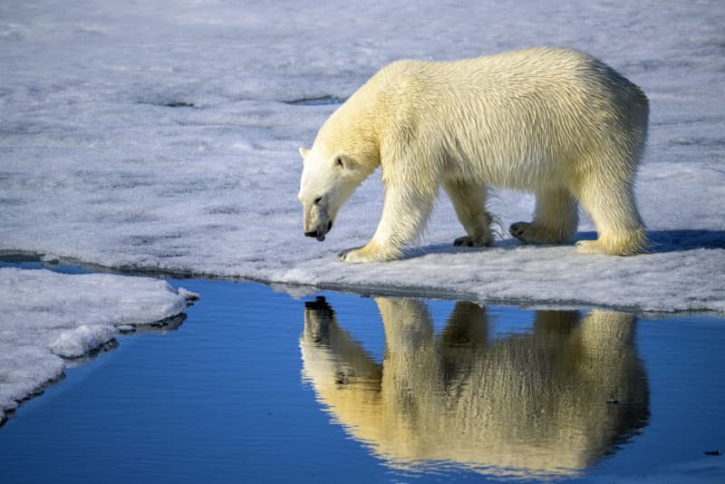 ¿Hay más en el Ártico que buscar osos polares?