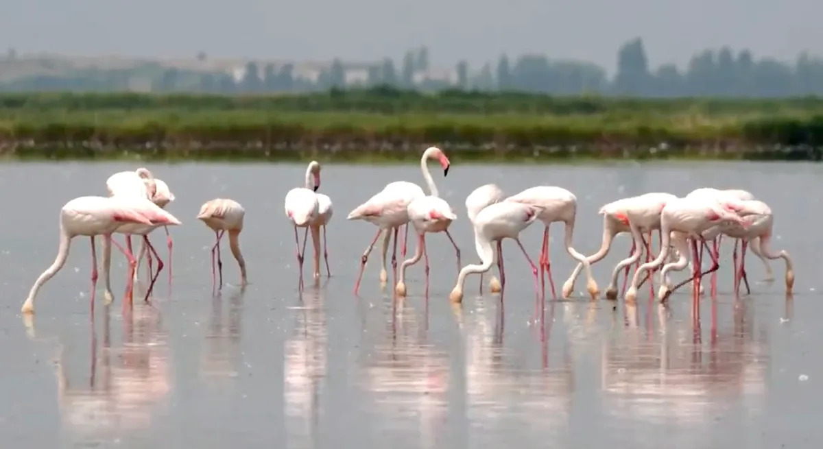 Los flamencos están revolviendo problemas y devastando arroz para el risotto en el noreste de Italia