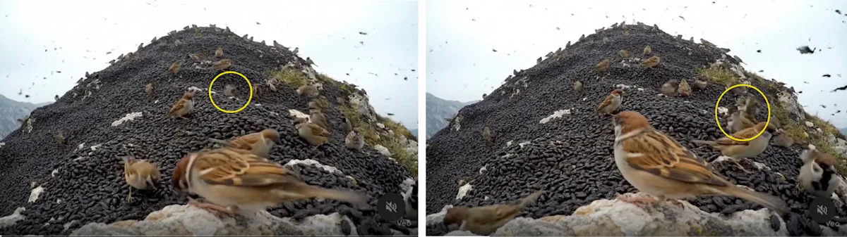 Clip generado por IA de ‘Sparrows Eating Lovebugs’ Fools Usuarios de Corea