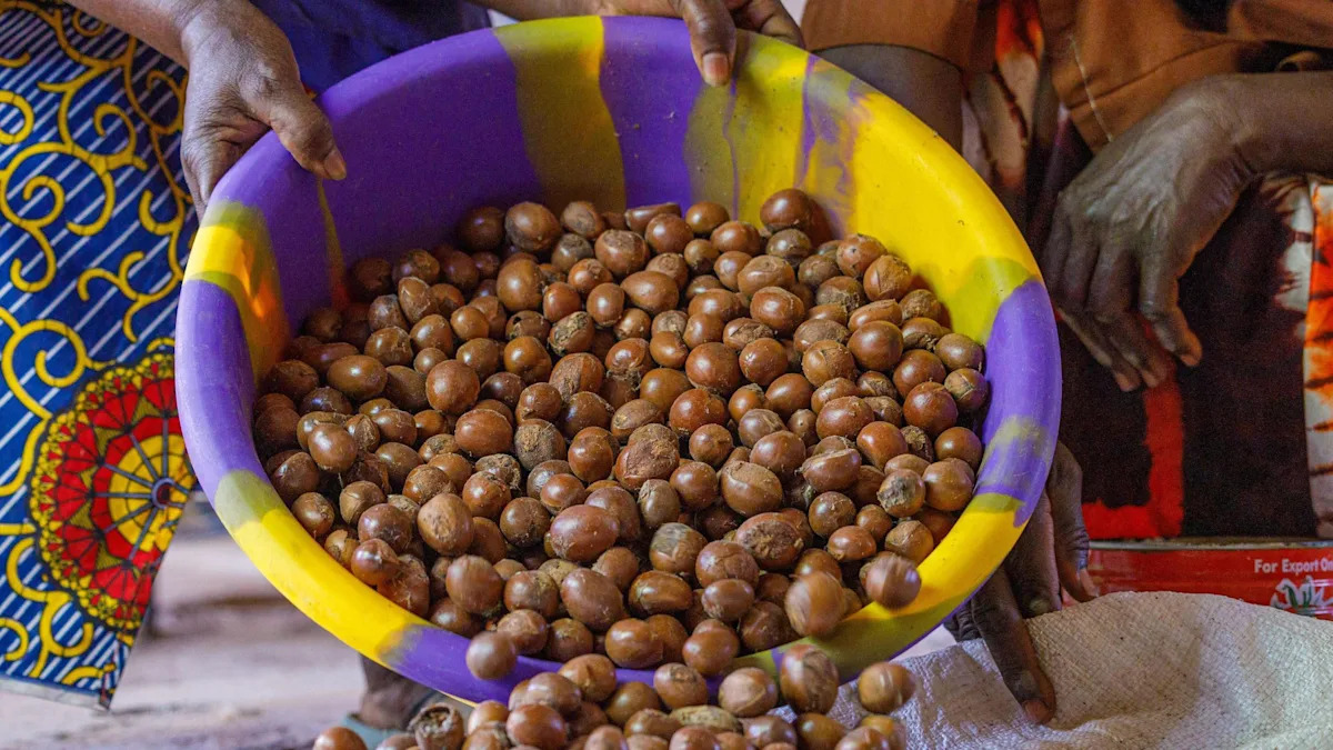 Nigeria prohíbe la exportación de nueces de karité utilizadas en cremas de belleza durante seis meses
