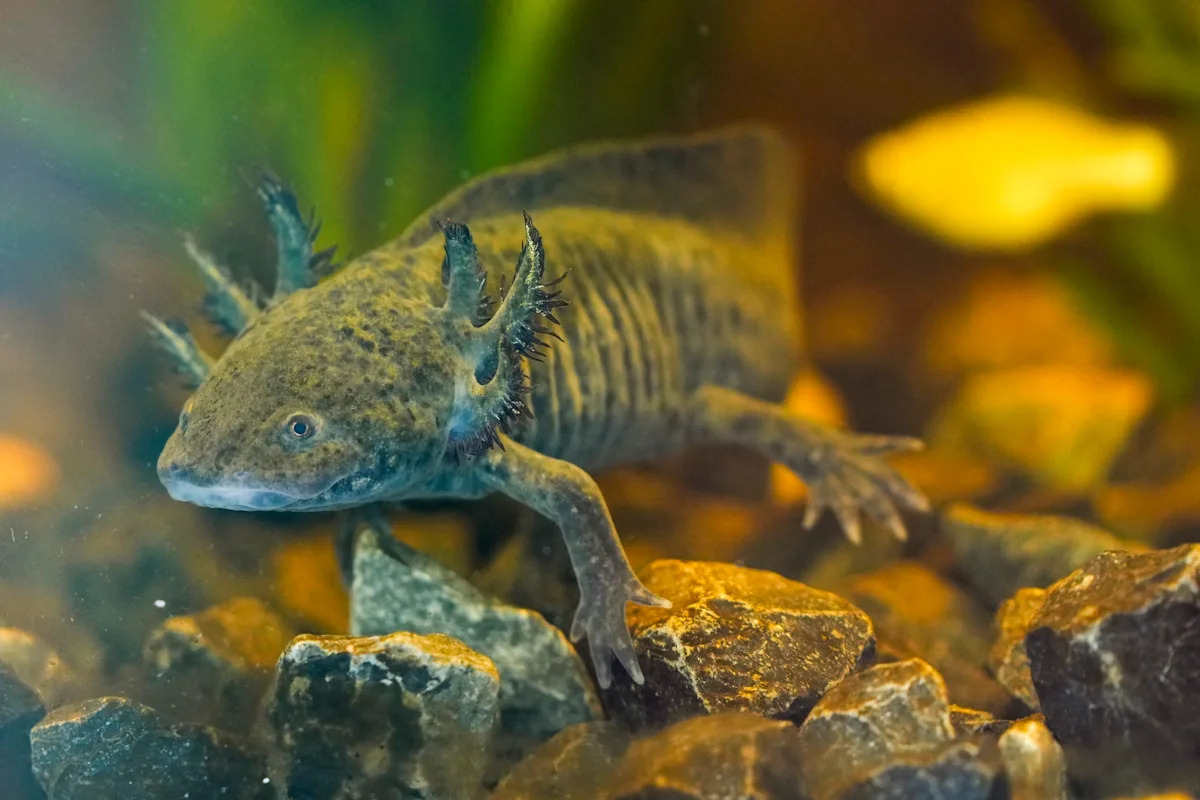 Los científicos buscan ADN de una salamandra en peligro de extinción en los canales de la Ciudad de México