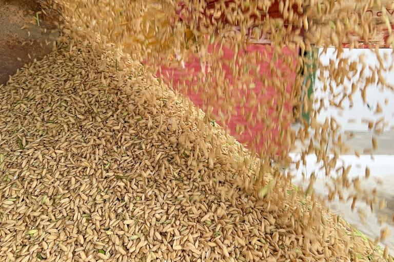 El productor de arroz vietnamita ayuda a abordar la escasez de alimentos de Cuba