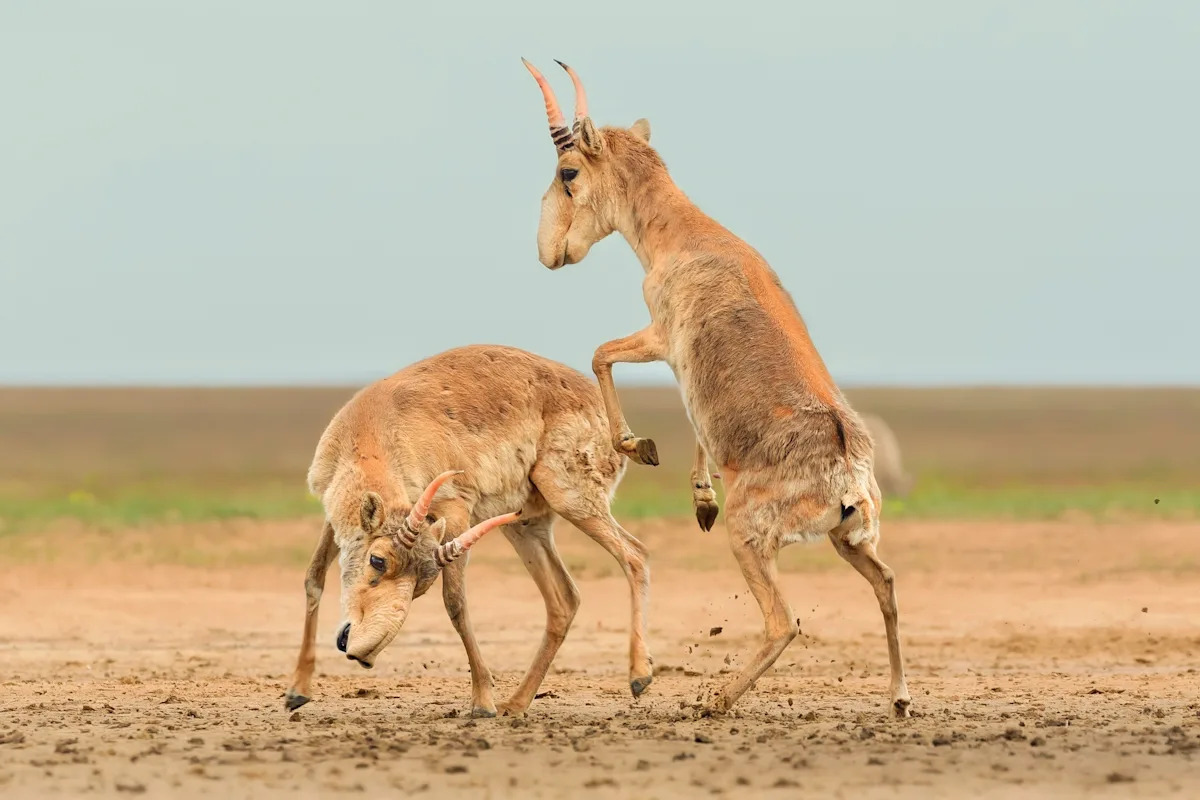 10 imágenes galardonadas que documentan la voluntad de la vida silvestre para sobrevivir
