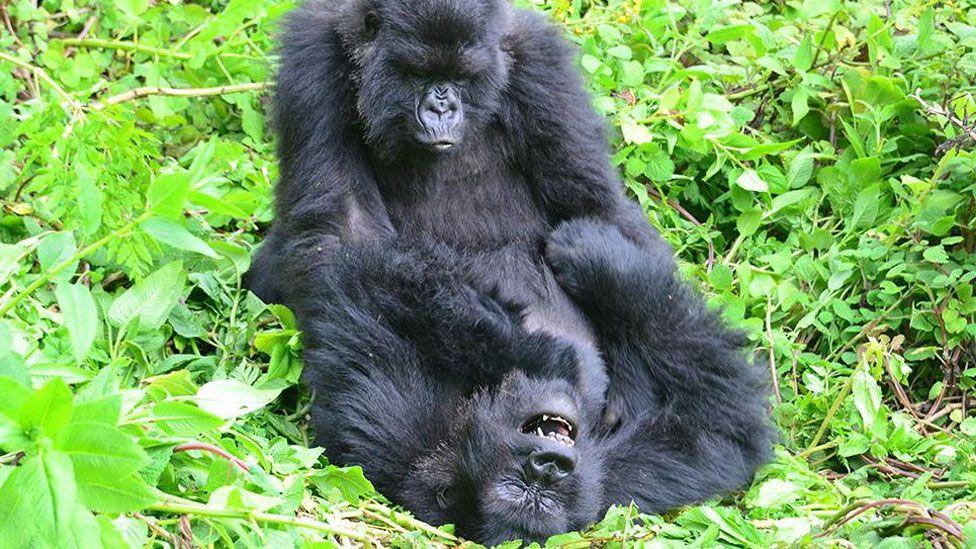 Gorillas buscan viejas amigas incluso después de años separados