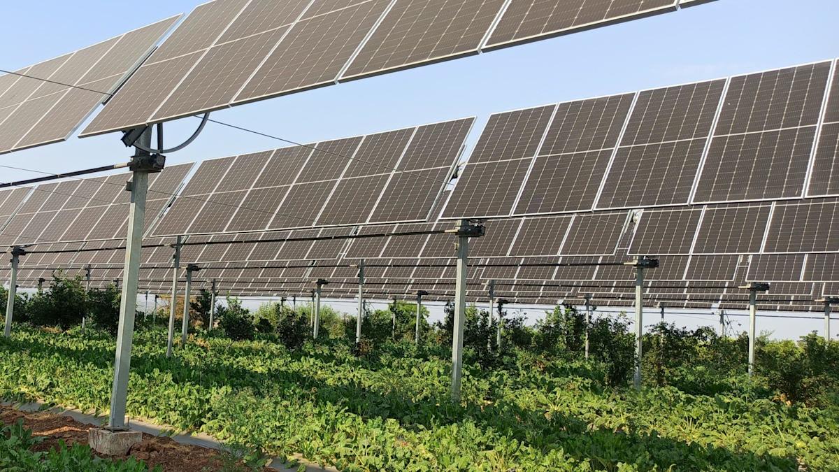 ¿El cultivo bajo los paneles solares despegará?
