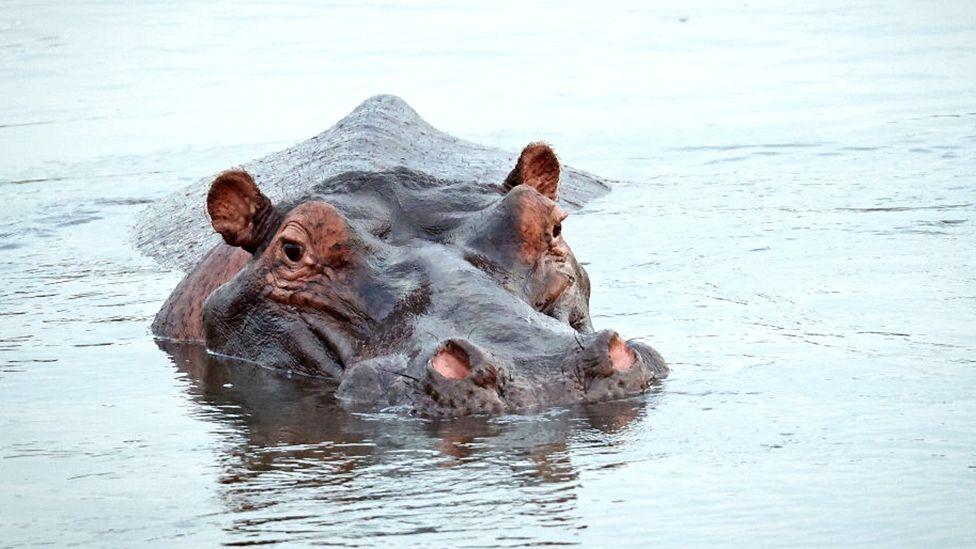 Sudáfrica debate cambiar el nombre del mundialmente famoso parque Kruger